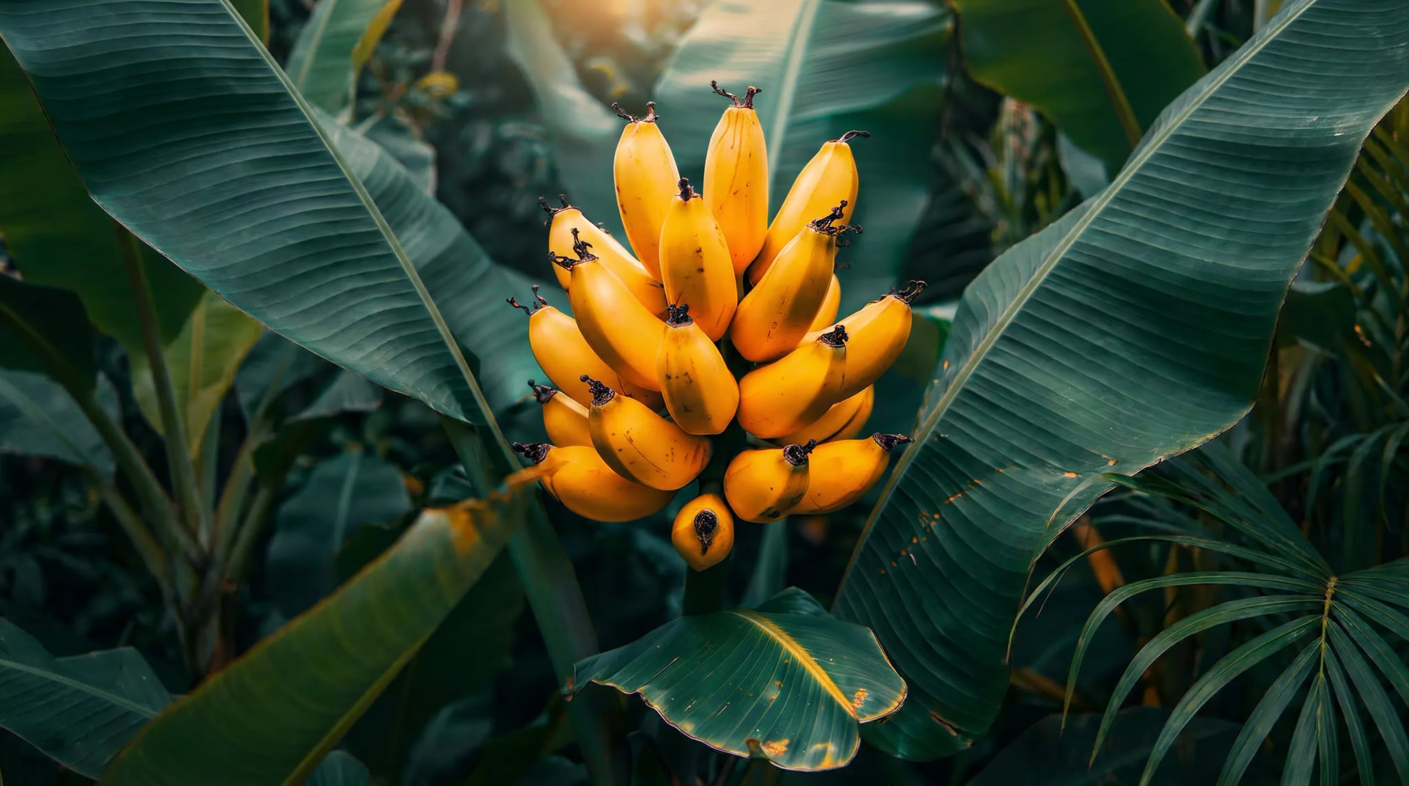 Küchenrückwand - Banane Tropisch Goldgelb – Bild 11