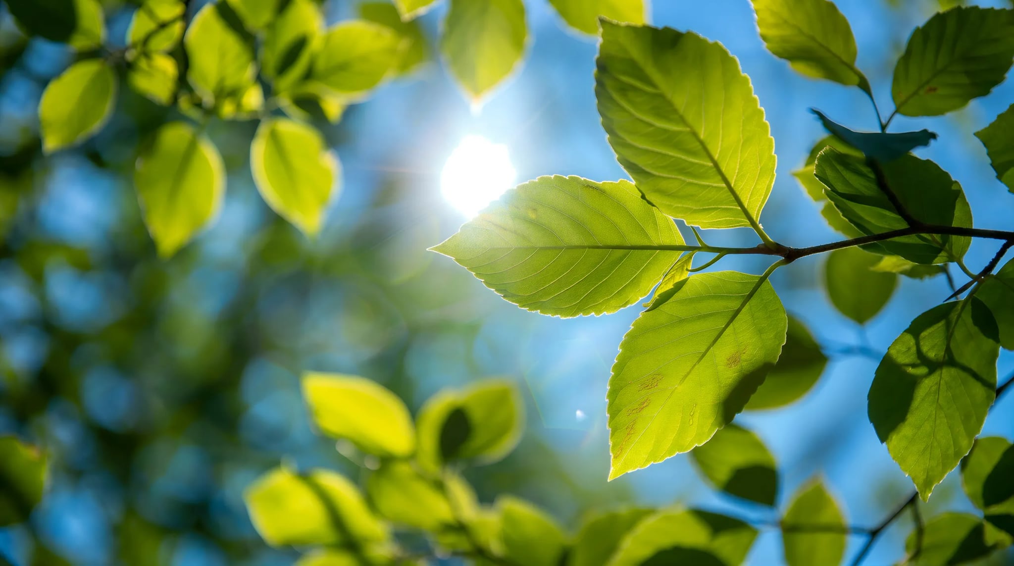 Spritzschutz - Blätter Sonnenlicht – Bild 6